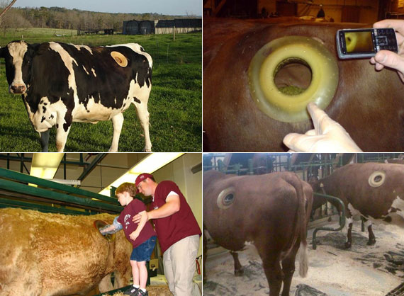 egy tehén miért fogyna fogyás lipo és hasplasztika után